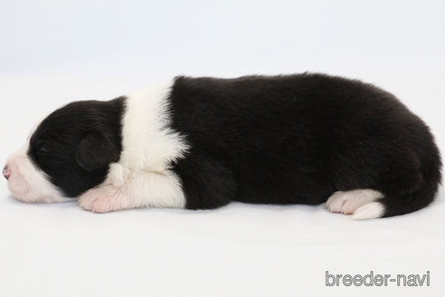 成約済の神奈川県のボーダーコリー-335190の5枚目